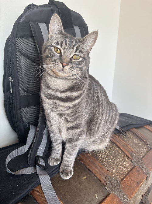 Peaches, Young Domestic Short Hair / Mixed (short coat), cat for adoption in Lancaster, Pennsylvania