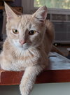 Sunkist - Photo 2