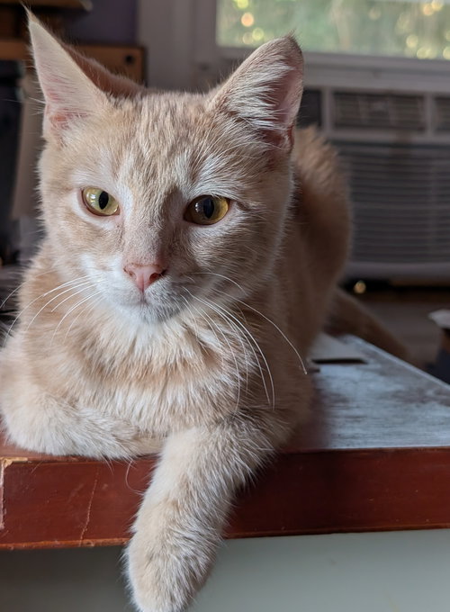 SUNKIST - Domestic Short Hair available for adoption