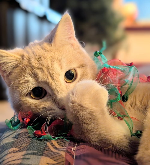 SUNKIST - Domestic Short Hair available for adoption