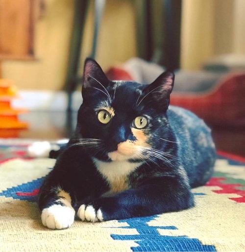 BRIDGET AKA MINOU - Domestic Short Hair available for adoption