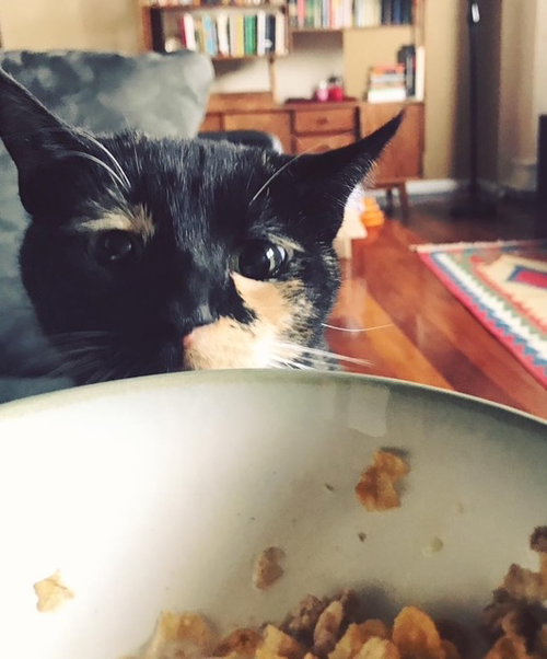 BRIDGET AKA MINOU - Domestic Short Hair available for adoption