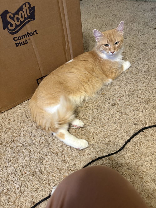 MONTGOMERY - Domestic Long Hair available for adoption
