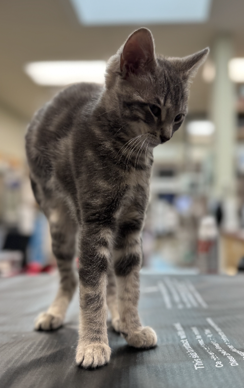 ROSA - Domestic Short Hair available for adoption
