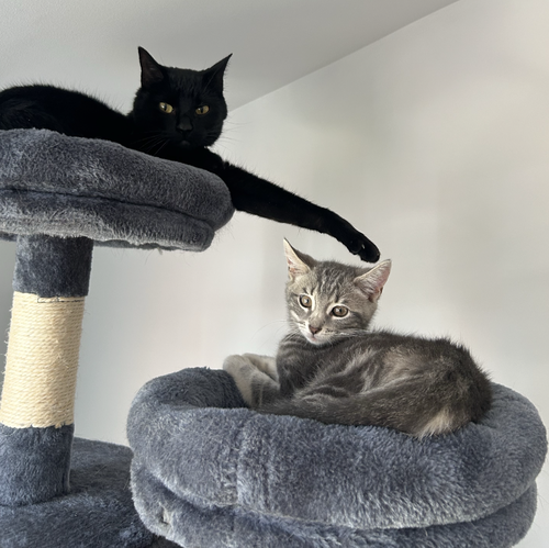ROSA - Domestic Short Hair available for adoption