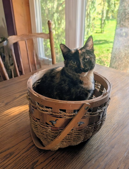 JAZZYBELL - Domestic Short Hair available for adoption