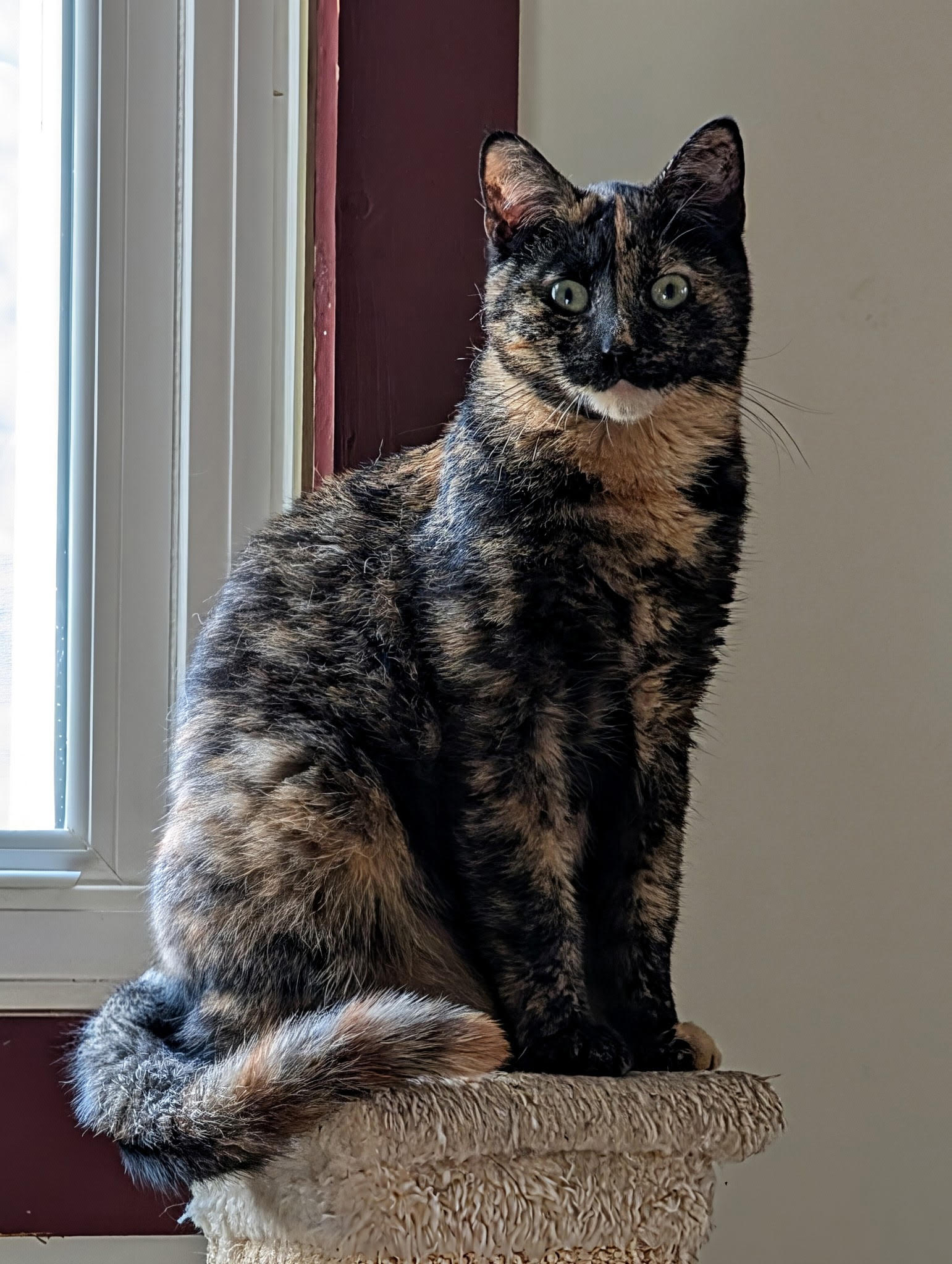 Jazzybell, cat