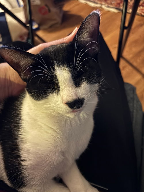 RAVIOLI - Domestic Short Hair available for adoption