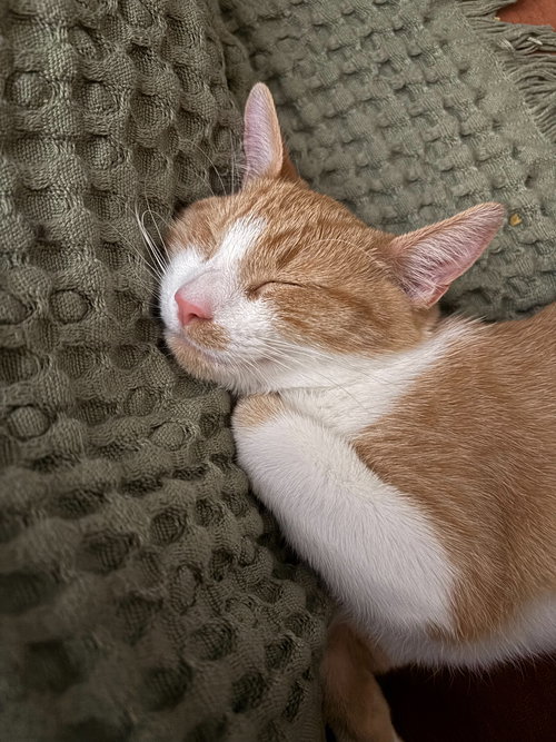 BIG MAC - Domestic Short Hair available for adoption