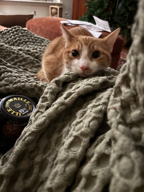 BIG MAC - Domestic Short Hair available for adoption
