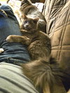 Leela - Photo 1