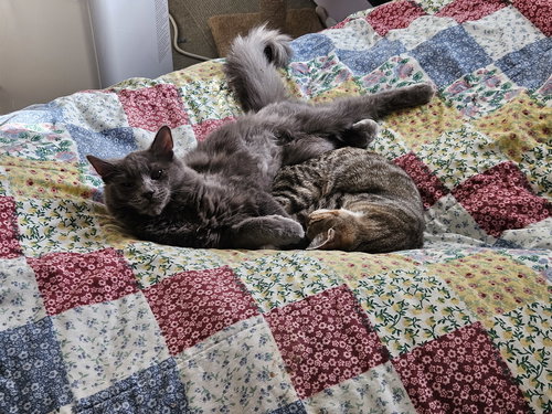 LEELA - Domestic Long Hair available for adoption