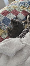 Leela - Photo 4