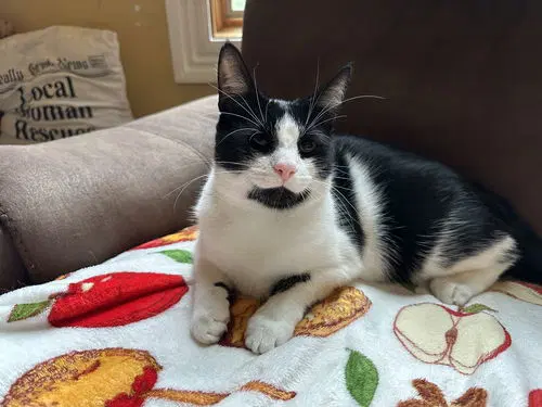 Poe - Domestic Short Hair