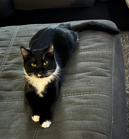 SHAMU - Domestic Short Hair available for adoption