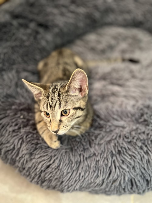 KOPI - Domestic Short Hair available for adoption