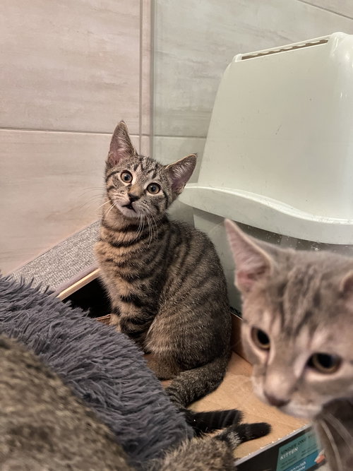 KOPI - Domestic Short Hair available for adoption