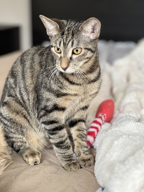Kopi, an adoptable Domestic Short Hair in Devon, PA