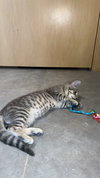 Kona - Photo 2