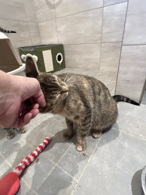 CAFE AU LAIT - Domestic Short Hair available for adoption