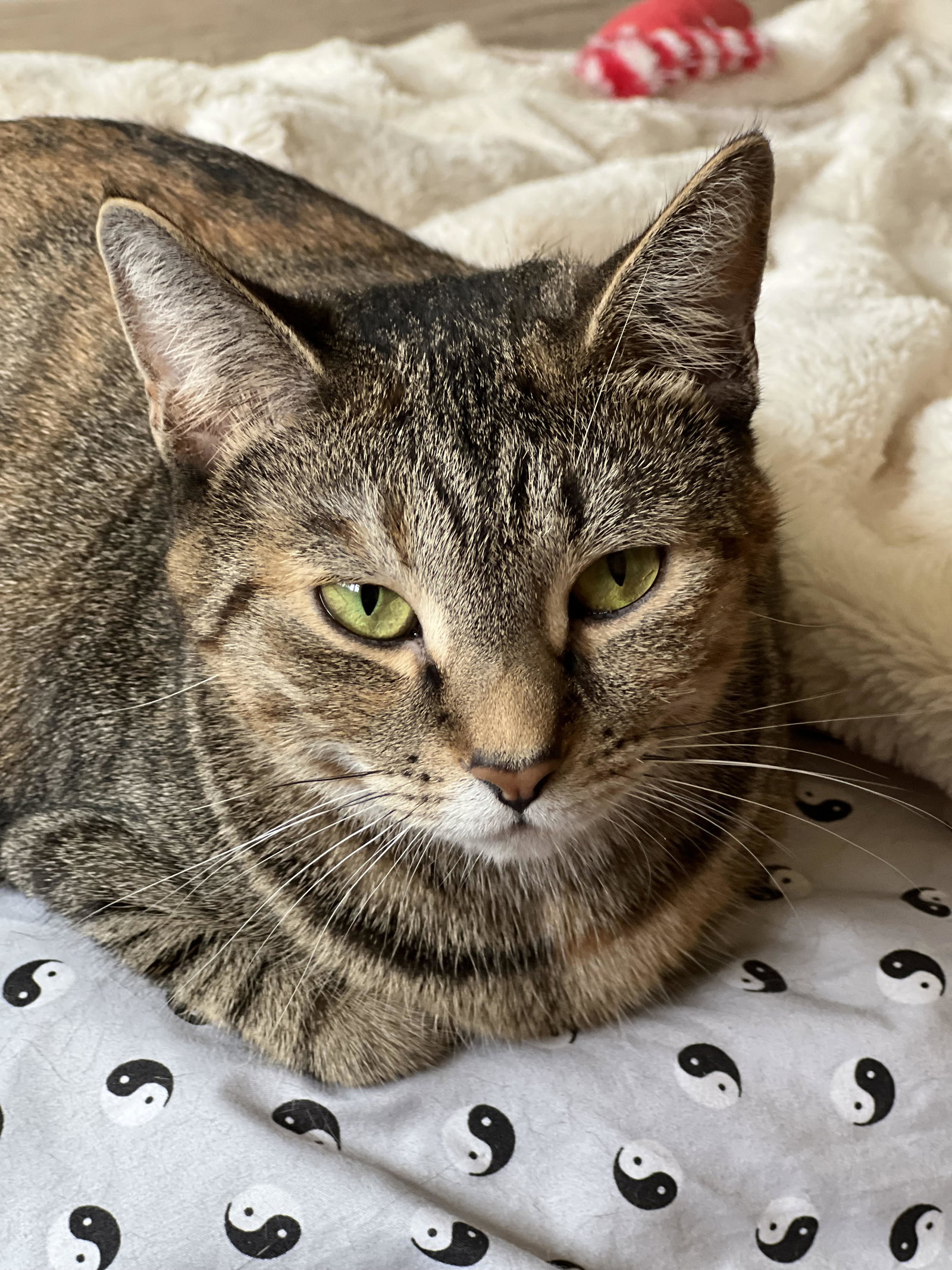 Cafe au Lait, cat