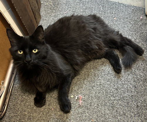 ALFREDO - Domestic Long Hair available for adoption