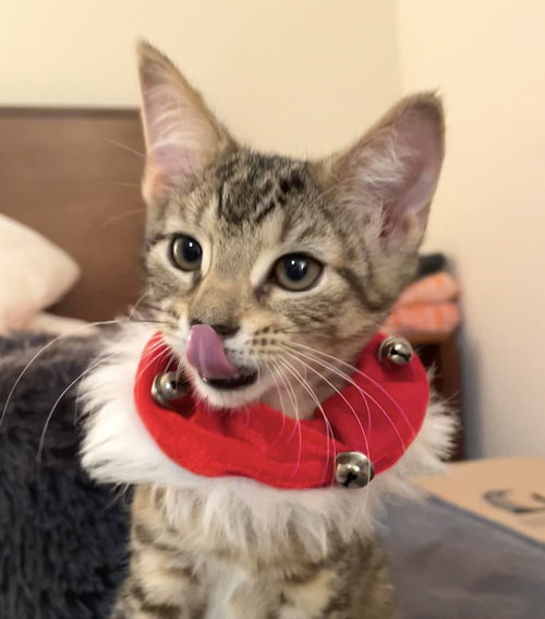 picture of the cat needing adoption