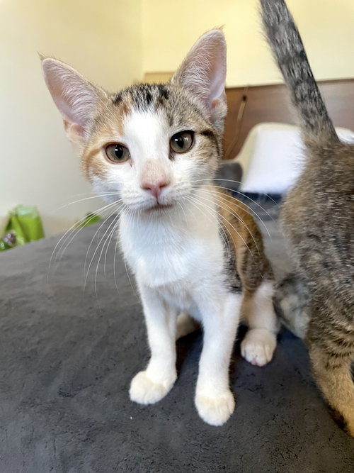 picture of the cat needing adoption