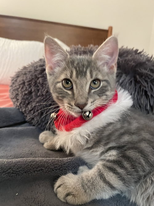 picture of the cat needing adoption