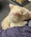 Pressley - Photo 3
