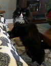 Reggie - Photo 4