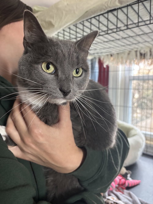 VENUS & MARS (BONDED) - Domestic Short Hair available for adoption