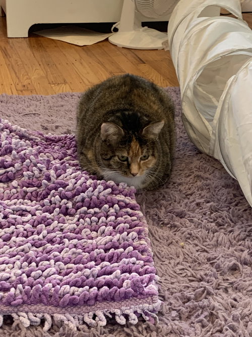 KAREN - Domestic Short Hair available for adoption