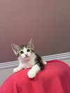 Heloise - Photo 2