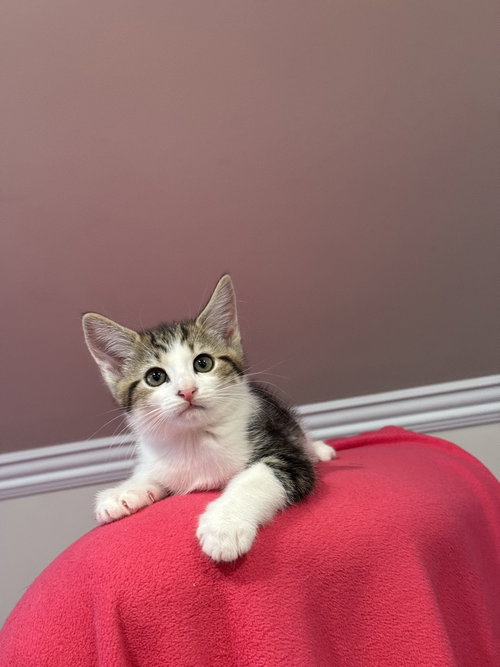 HELOISE - Domestic Short Hair available for adoption