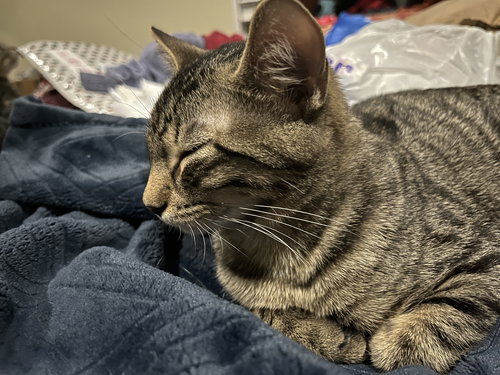 FERGIE - Domestic Short Hair available for adoption