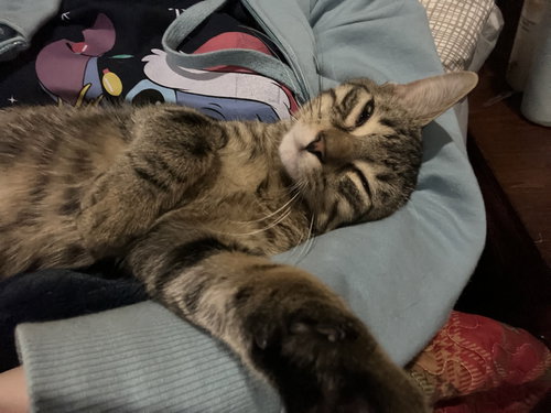 FERGIE - Domestic Short Hair available for adoption