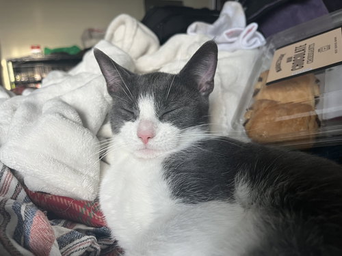 BONNIE AKA BONNIE BLUE BUTLER - Domestic Short Hair available for adoption