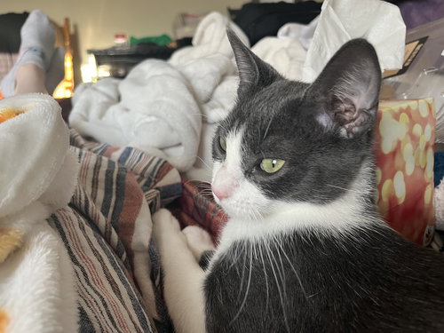 BONNIE AKA BONNIE BLUE BUTLER - Domestic Short Hair available for adoption