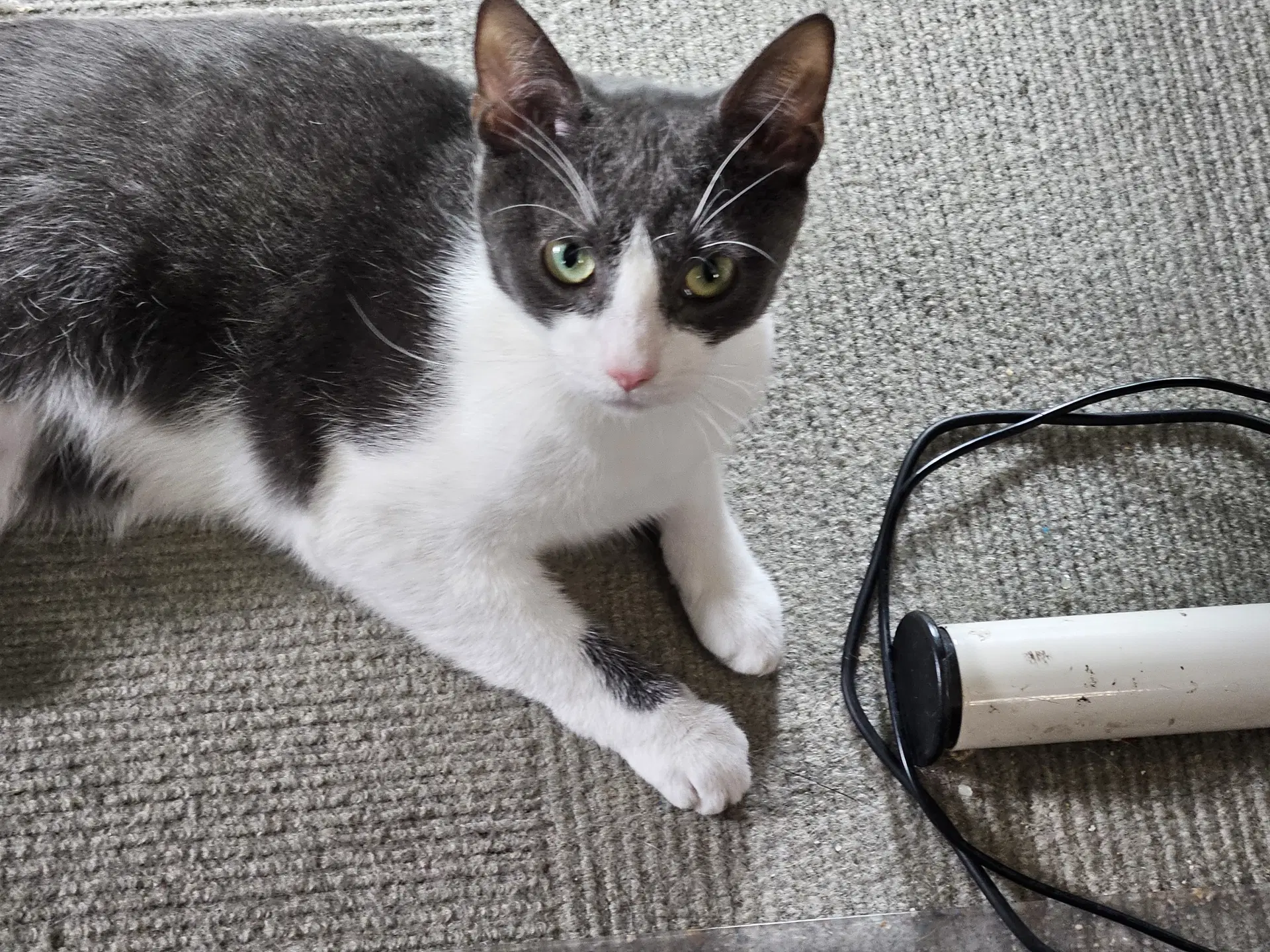 Bonnie Aka Bonnie Blue Butler - Domestic Short Hair