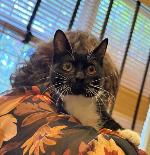picture of the cat needing adoption