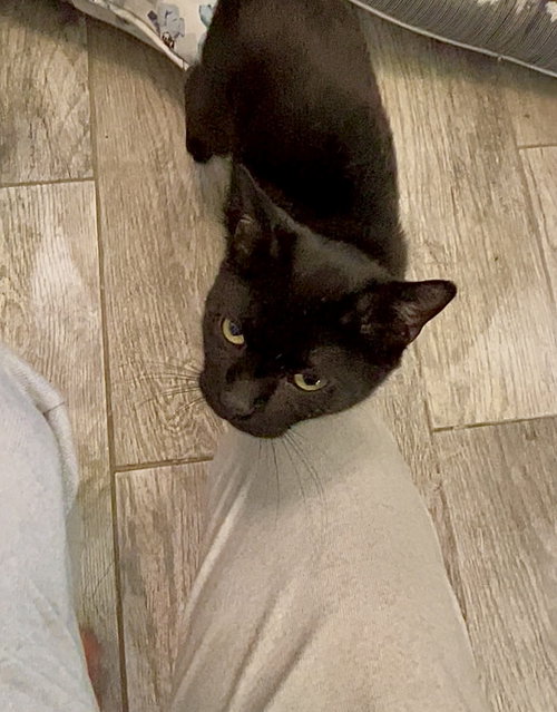 picture of the cat needing adoption