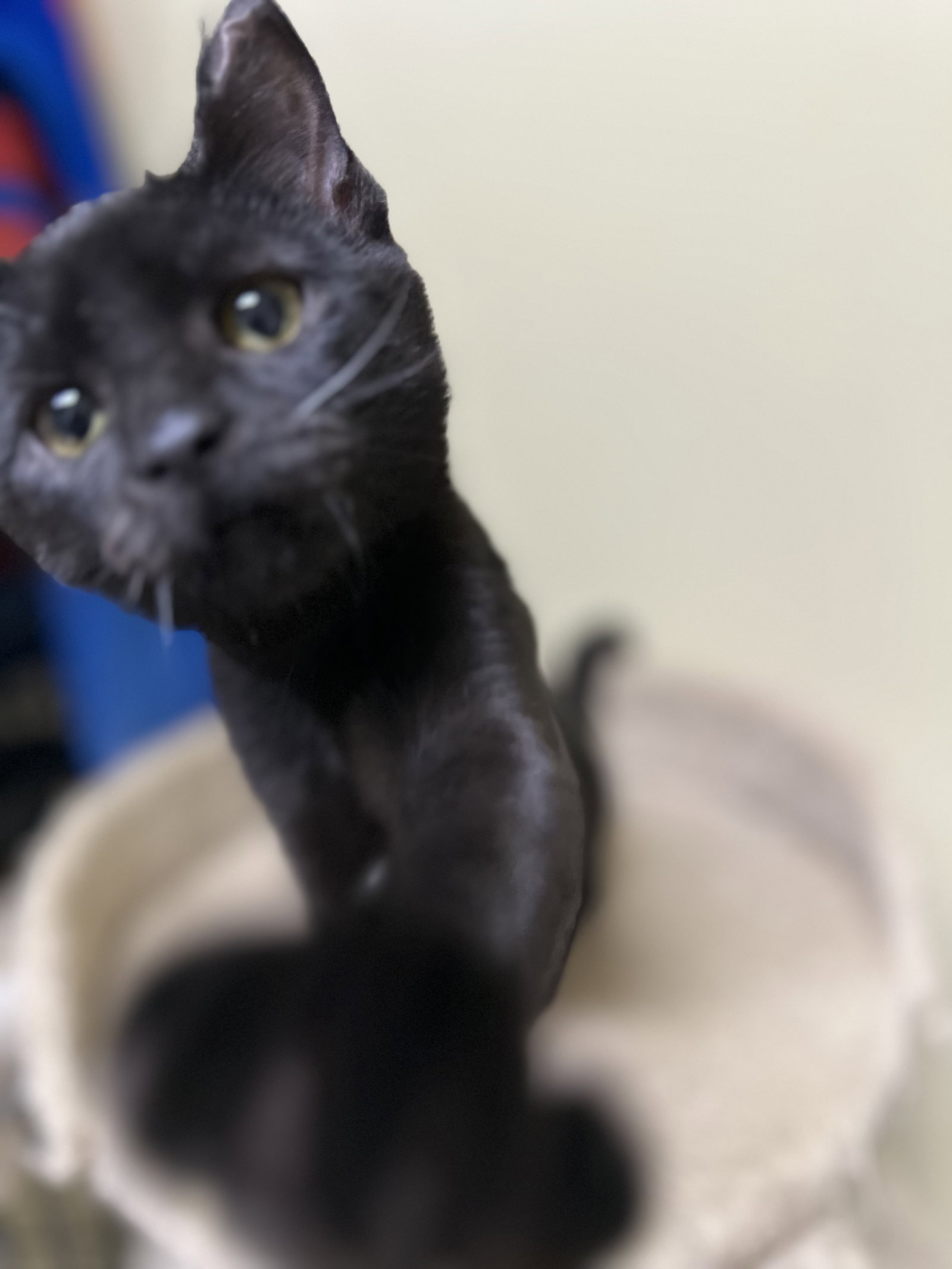 Oreo Image