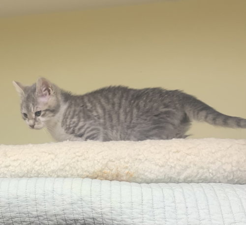 HOLLYBERRIES - Domestic Short Hair available for adoption