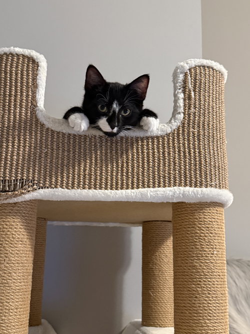 LUKE - Domestic Short Hair available for adoption