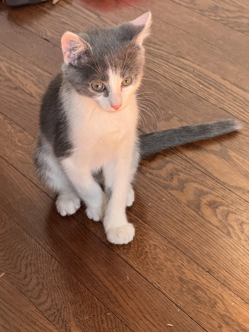 picture of the cat needing adoption