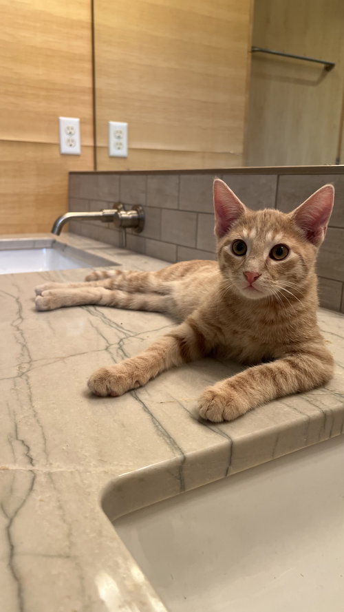 picture of the cat needing adoption