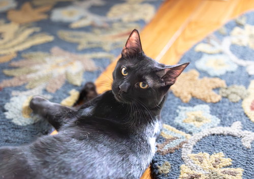 picture of the cat needing adoption