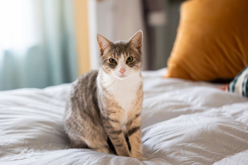 picture of the cat needing adoption