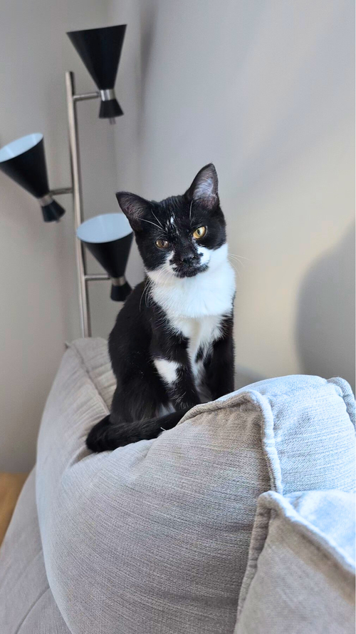 picture of the cat needing adoption